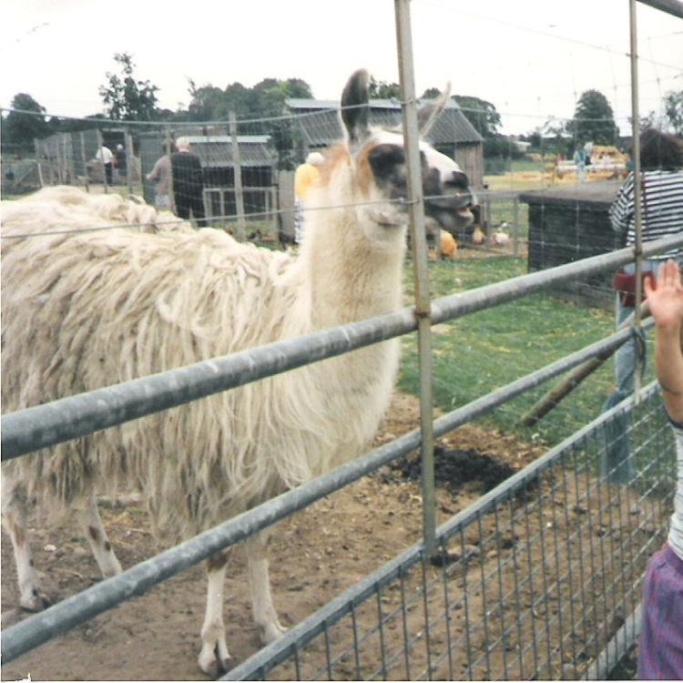 White Post Farm Park, Close to Farnsfield, Notts.  - Feeding the Llamas in 1990