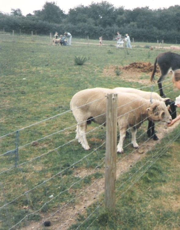 White Post Farm Park, Close to Farnsfield, Notts - Feeding the Sheep in 1990