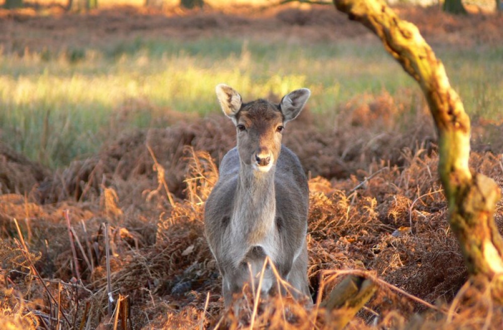 A Deer, Dunham Massey, Cheshire.