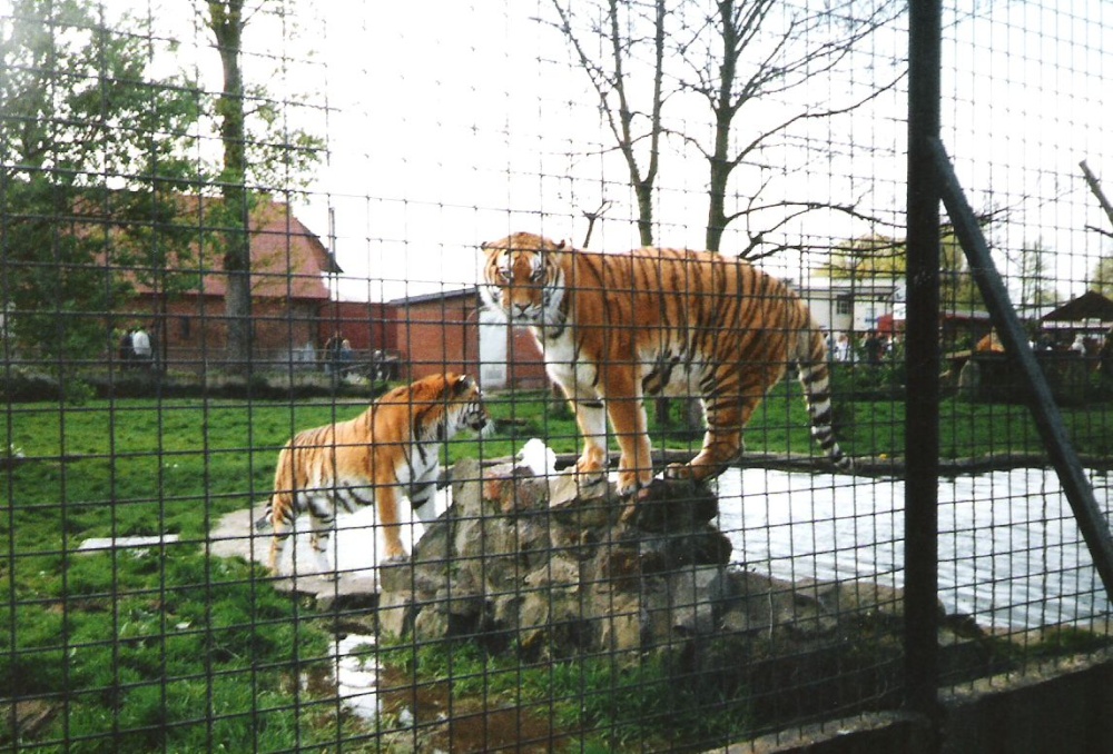 Chester Zoo  - 1992