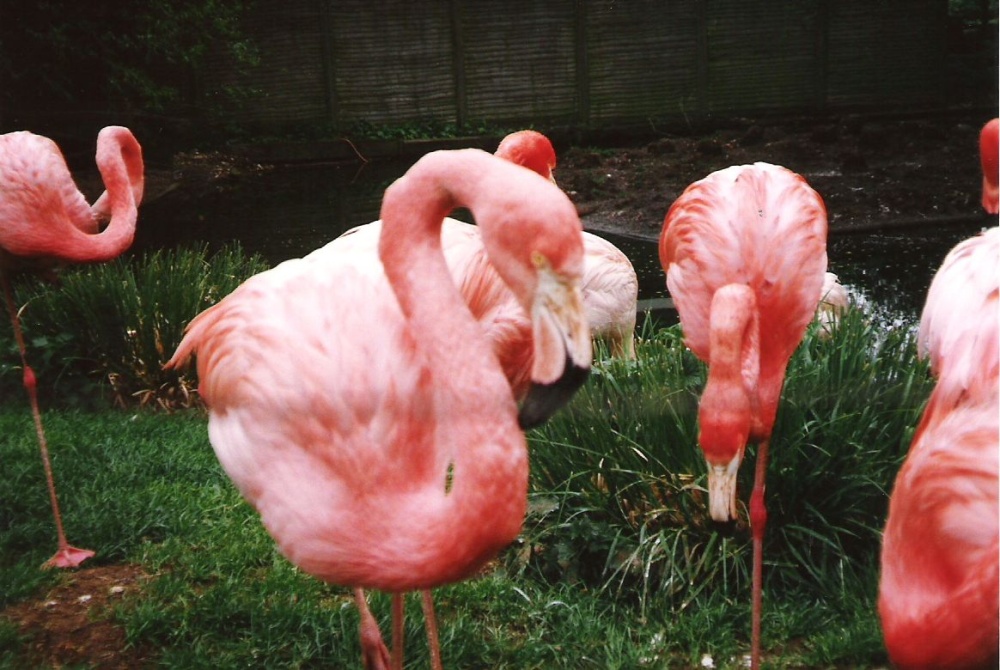 Twycross Zoo, Twycross, Leicestershire. 1996