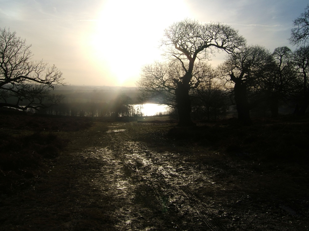 view of Bradgate park, Leicestershire