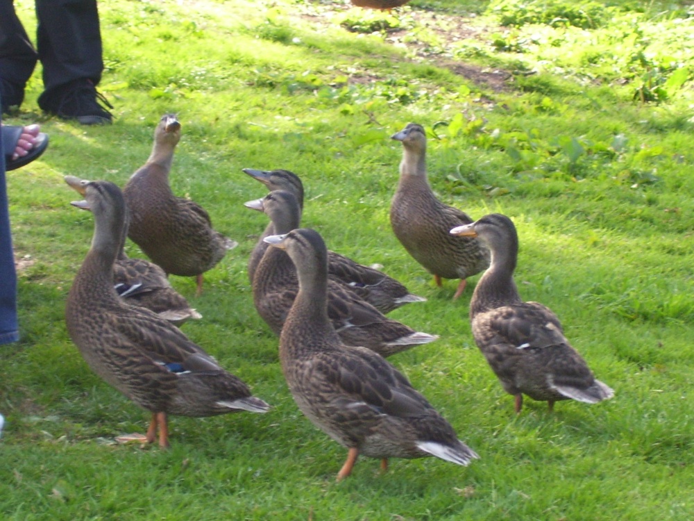 Ducks at Warwick Castle, Warwick