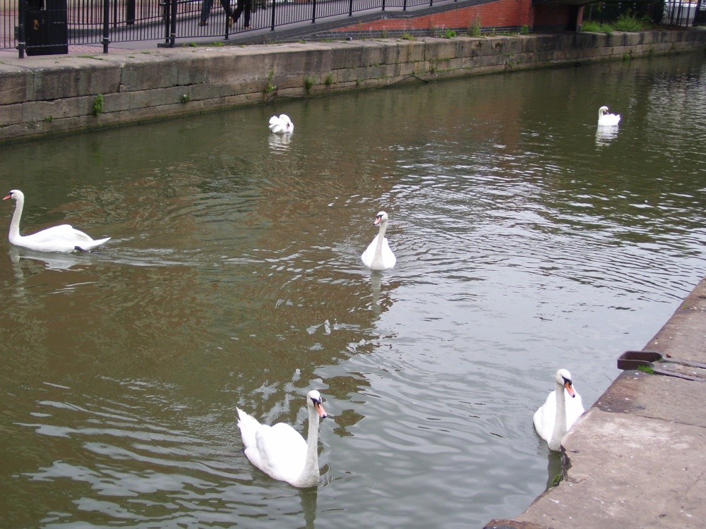 Swans in River Whitham, Lincoln
