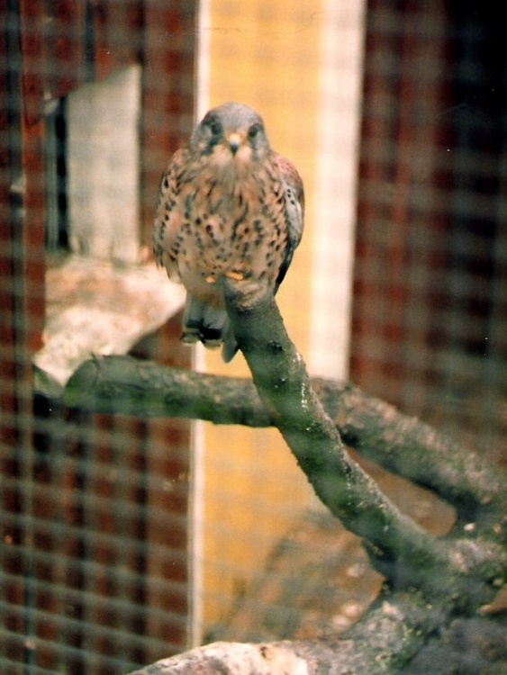 Mablethorpe Animal Gardens, Lincolnshire. 1984