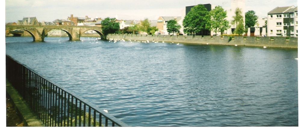 River Ayr, dozens of swans through Ayr, Scotland