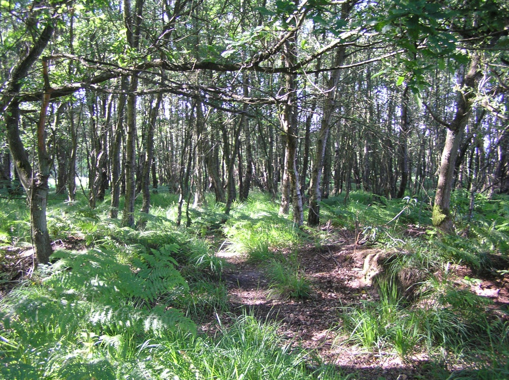 In the Ashdown Forest, the 'Hundred Acre Wood' of Pooh Bear. East Sussex