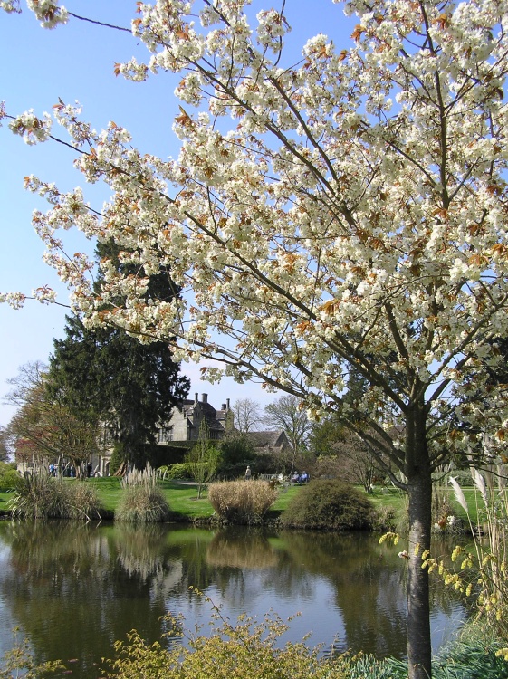 Spring blossom at Wakehurst Place, Kew's garden in the East Sussex countryside near Ardingly
