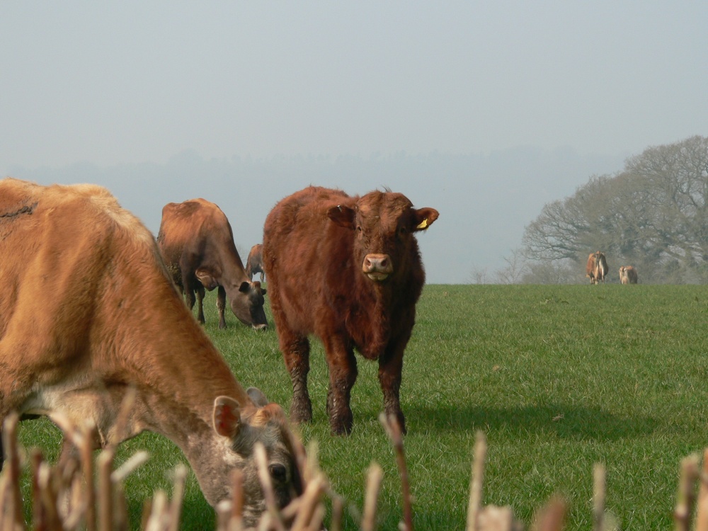 cows being nosey, on the somerset/devon border