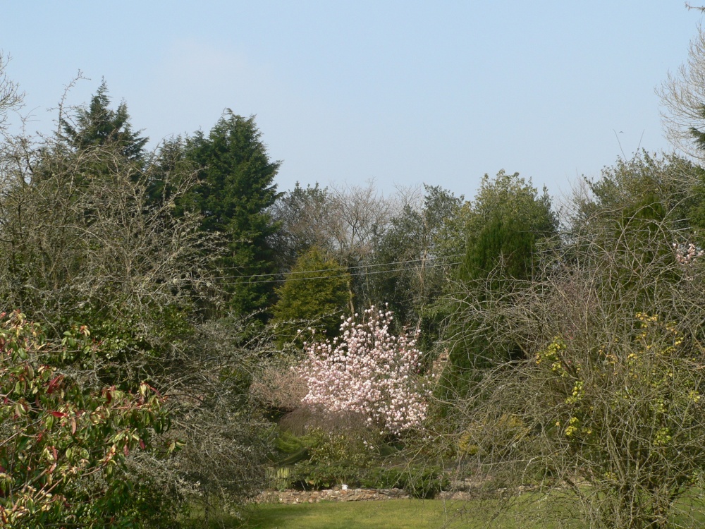 blossom in the coutryside. Somerset/devon borders