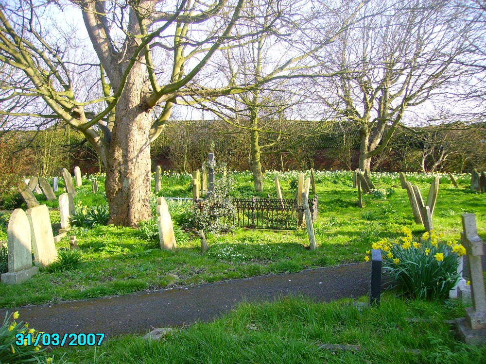 St Peters Church old graveyard lots of daffodils grow between ancient graves. - At Trusthorpe, Lincs