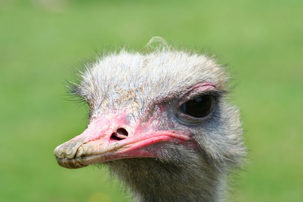 Young Ostrich,Marwell Zoo,Hampshire