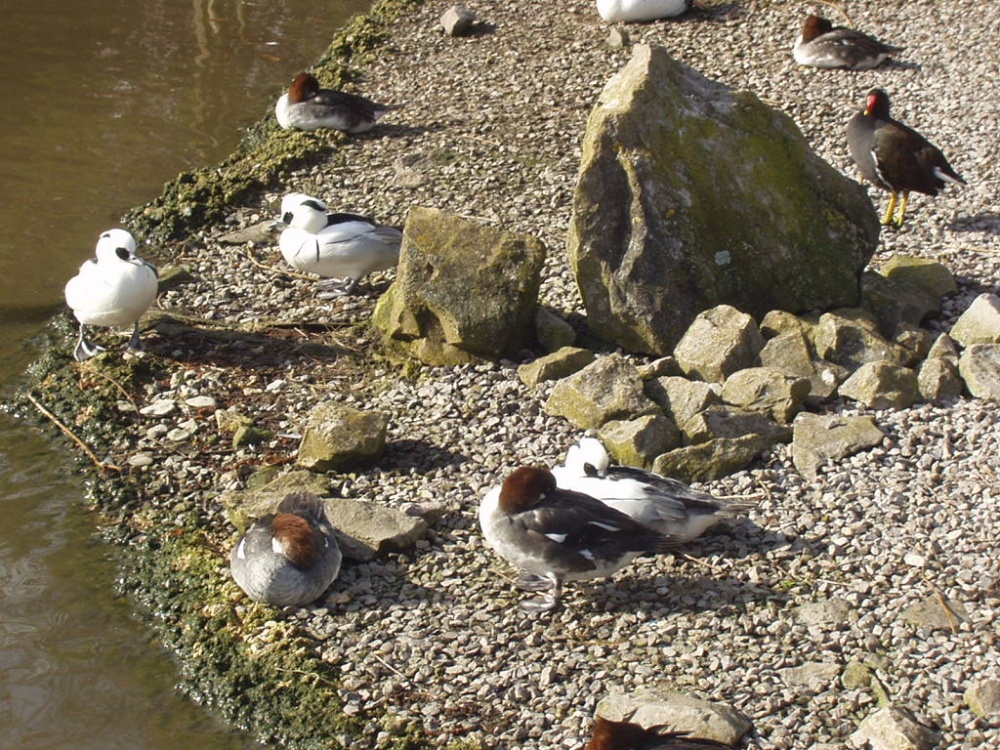 A flock of Smew and a Moorhen at Slimbridge Wildfowl & Wetlands Trust.