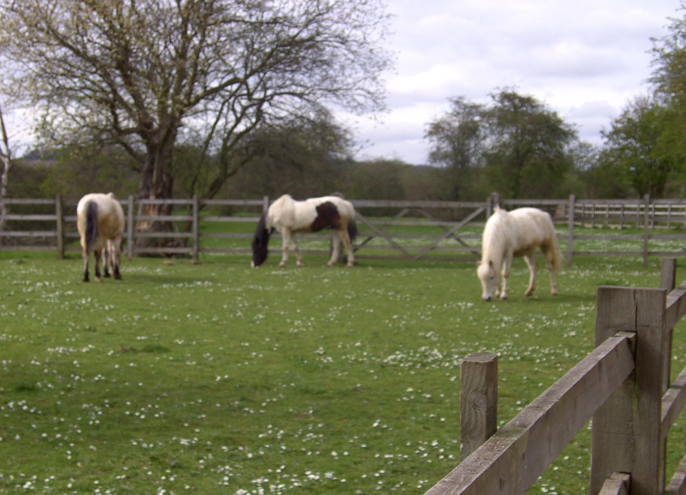 Horses in Shireoaks in Nottinghamshire