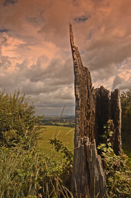 Dead Tree.  Hartshill Hayes Country Park, Warwickshire