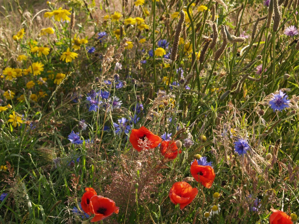 Border of wild flowers, Hillesden, nr. Buckingham