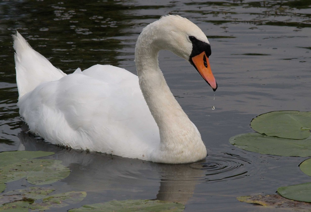A swan (obviously), Stowe Park, near Buckingham