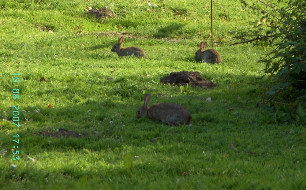 Rabbits in New Ollerton, Nottinghamshire