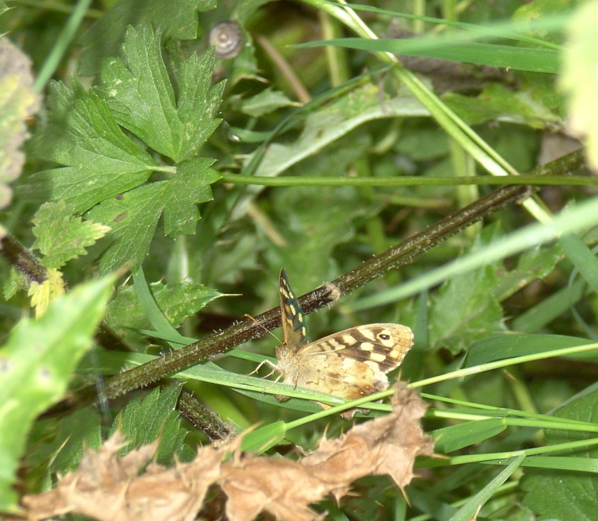 Speckled Wood Butterfly, Thorne, South Yorkshire