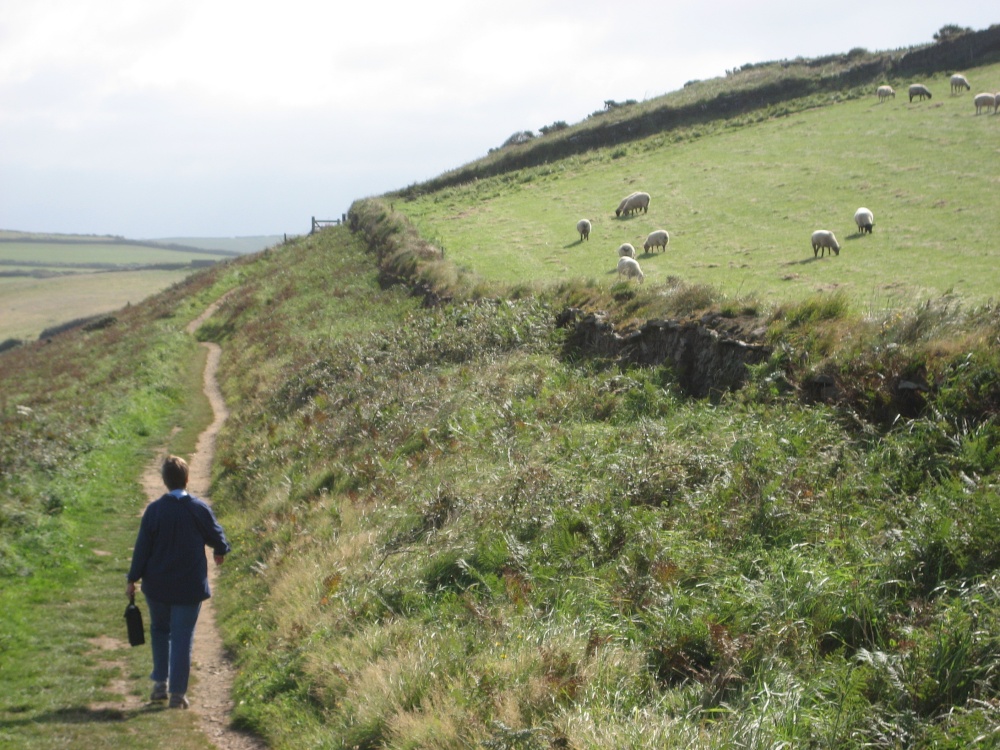 Lots of sheep at Croyde in Devon