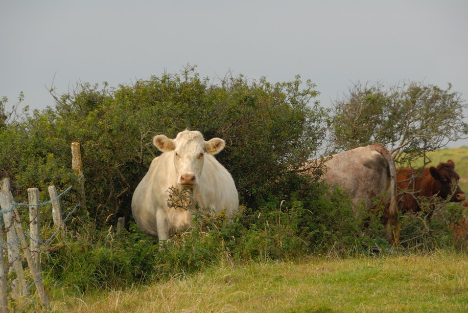 Cow's in a field near Blackgang.