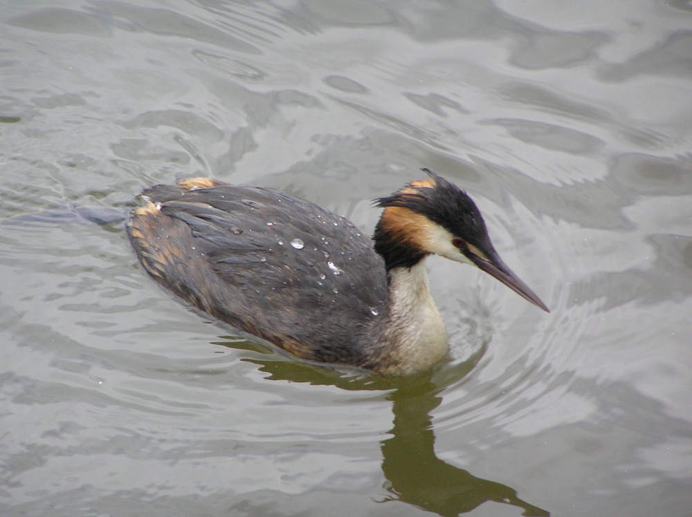 Great Crested Grebe swimming on the lake at Hever Castle, Kent