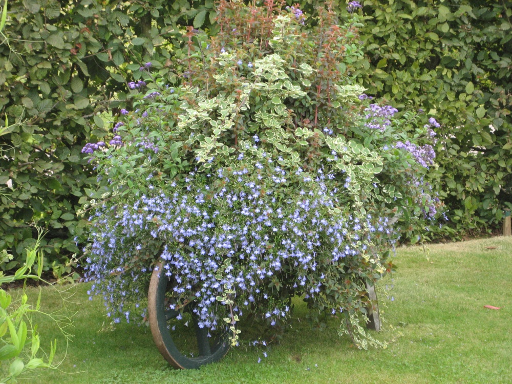 A wheelbarrow full! RHS Garden Rosemoor, Great Torrington, Devon