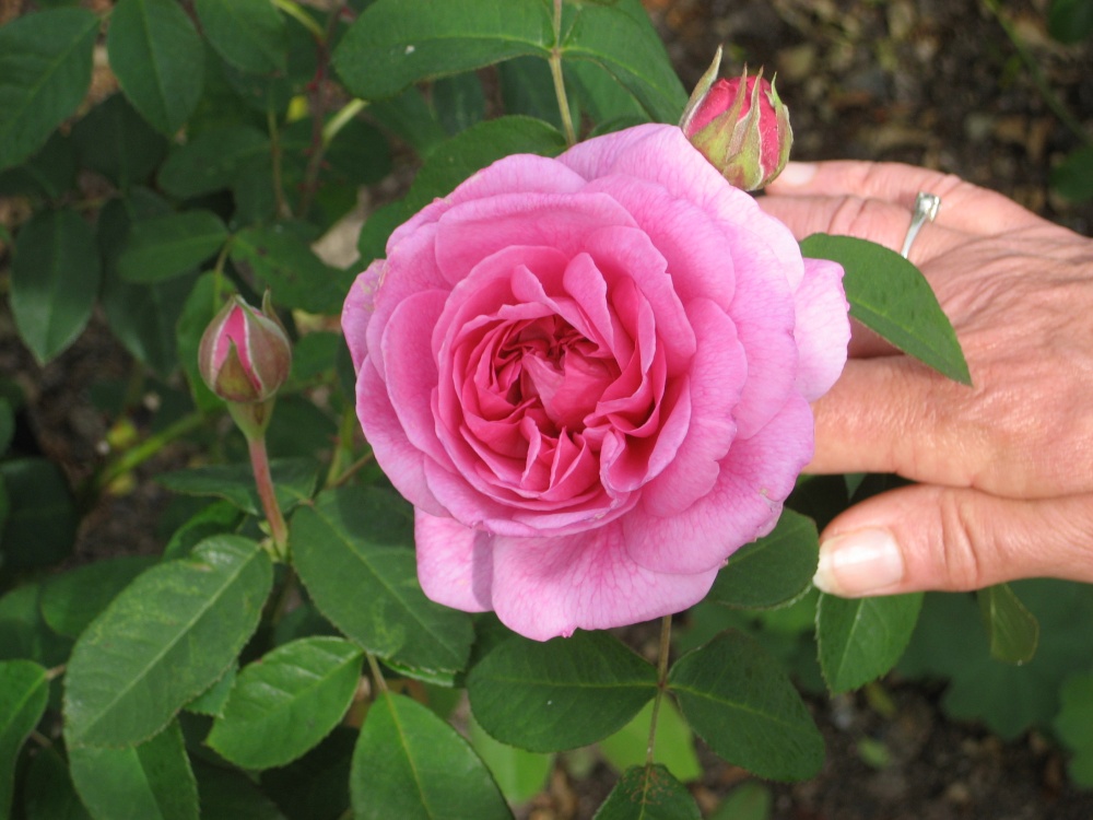 Beautiful Rose found at RHS Garden Rosemoor, Great Torrington, Devon