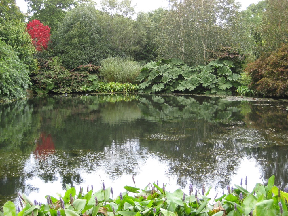 Garden Pond at RHS Garden Rosemoor, Great Torrington in Devon
