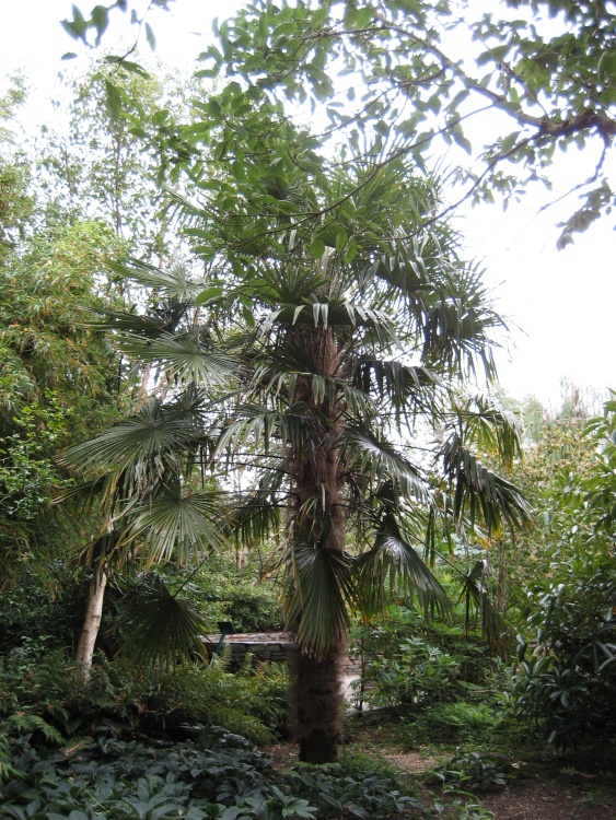 Palm tree at RHS Garden Rosemoor in Great Torrington, Devon
