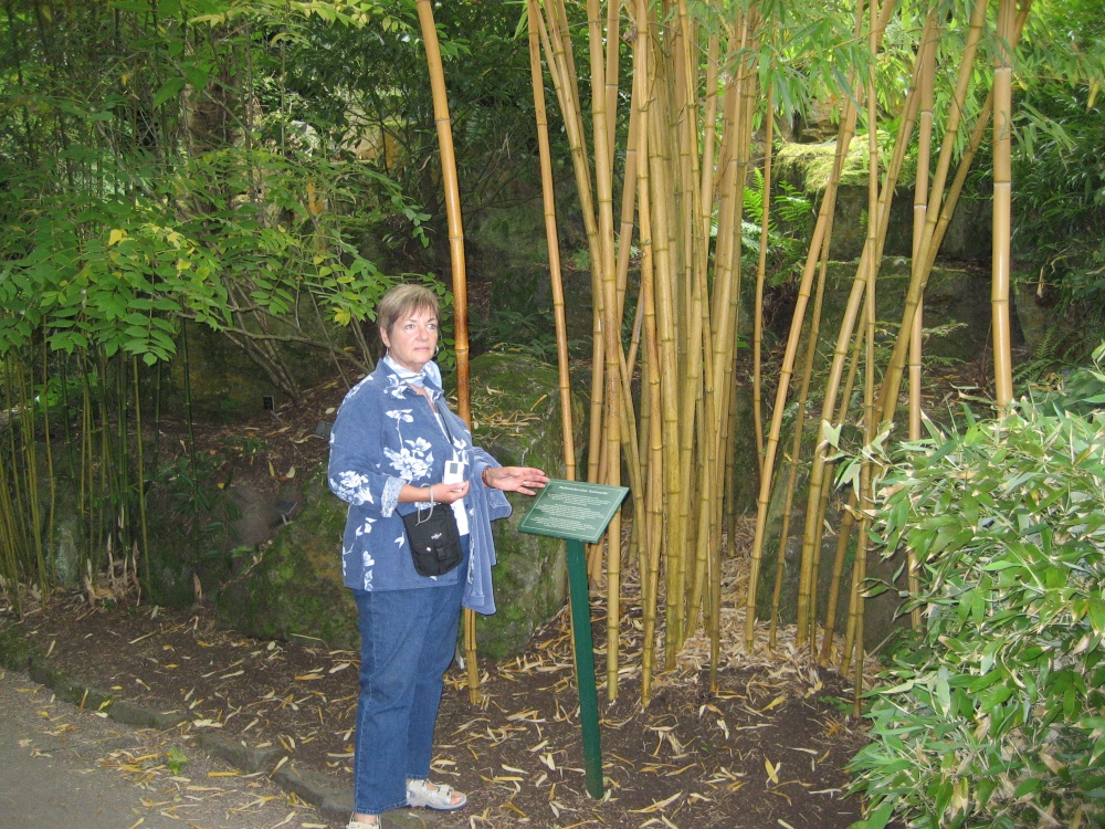 Bamboo at RHS Garden Rosemoor, Great Torrington, Devon