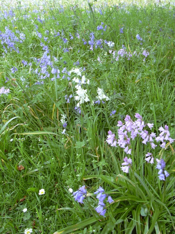 Bluebells (and pink and white) in Belton House grounds in Belton, Lincolnshire