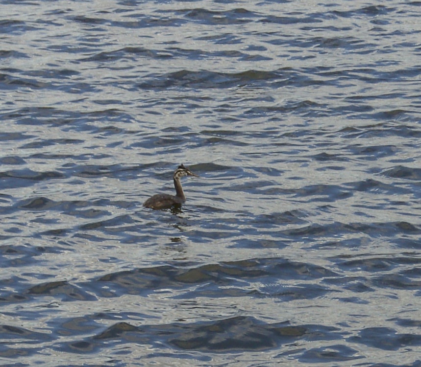 A Grebe, Harthill Reservoir, South Yorkshire