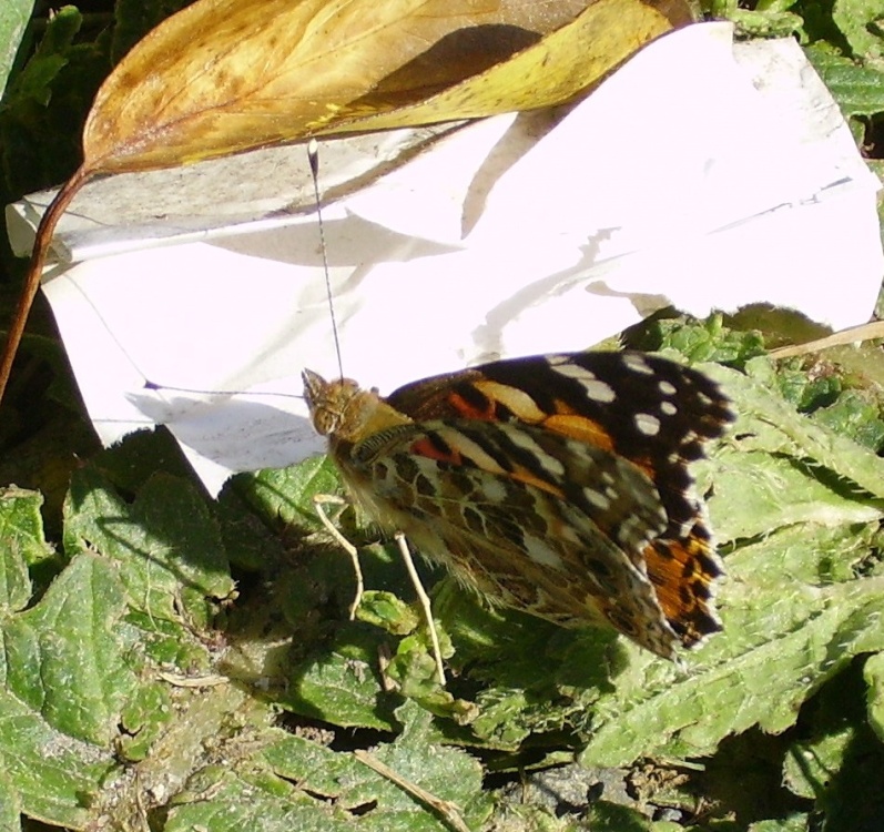 Butterfly at Seaton Valley Country Park, Cornwall