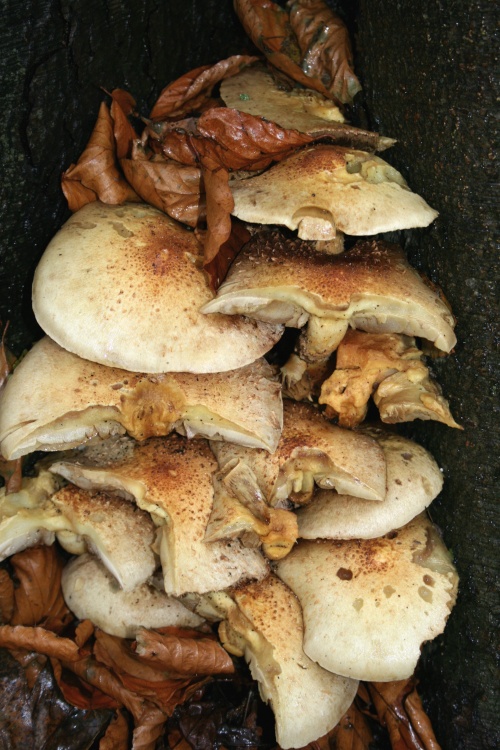 Fungi at Blundeston, Suffolk