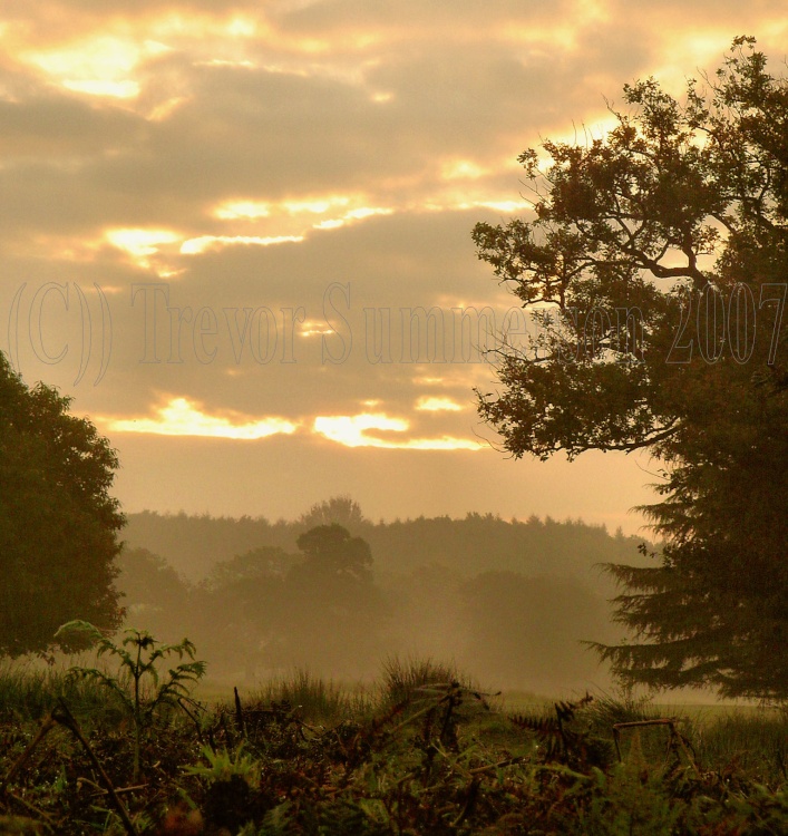 Morning Glory, Bradgate Park, Leicestershire