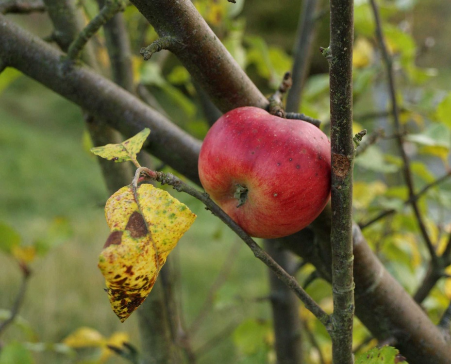 Lone apple, Calvert Jubilee Nature Reserve, Buckinghamshire