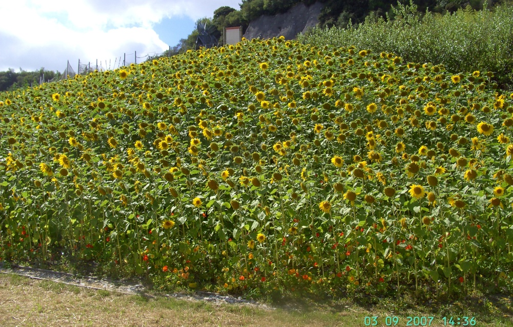 Sunflowers, The Eden Project, Bodelva, Cornwall