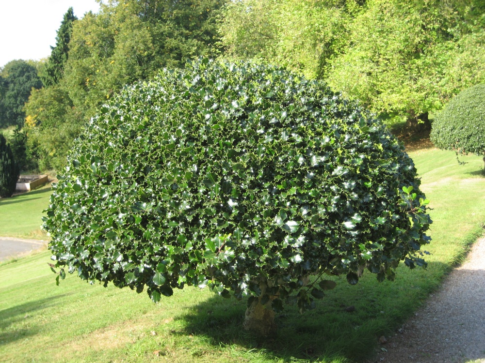 Holly tree at Tyntesfield, Wraxall, Somerset