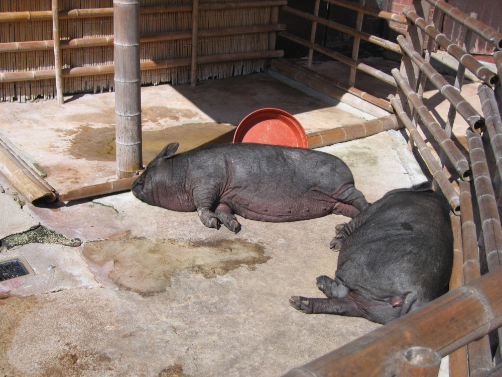 Vietnamese Pot-Bellied Pigs. Newquay Zoo, Cornwall
