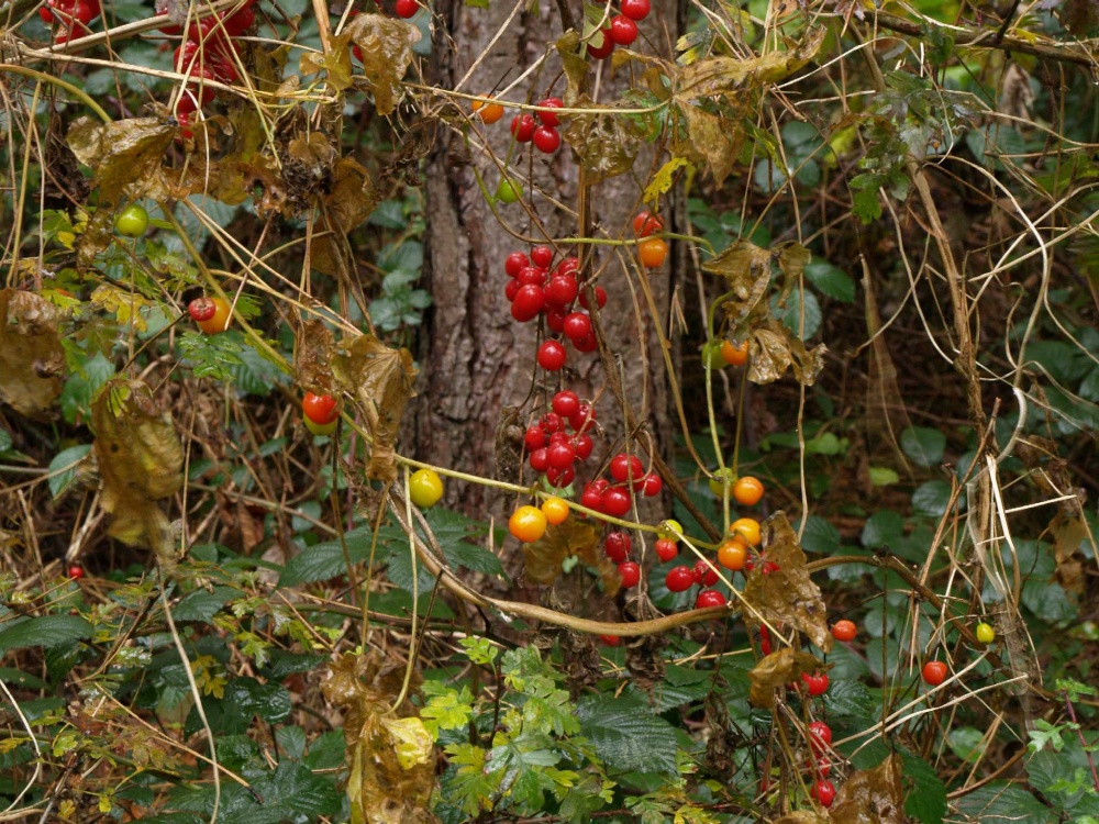 Berries, near Offa's ditch, Middleton Stoney, Oxon.