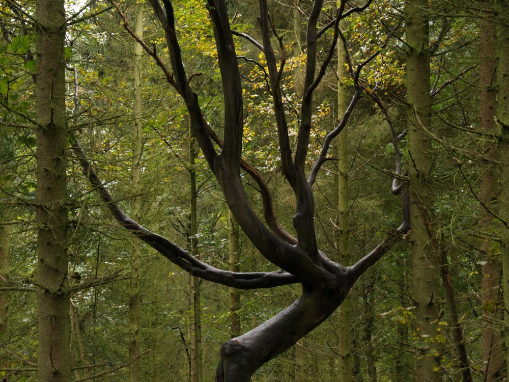 Spooky birch tree, near Offa's ditch, Middleton Stoney, Oxfordshire