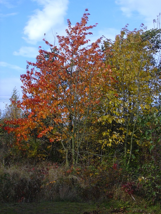 Brodsworth Community Woodland autumn colours, South Yorkshire