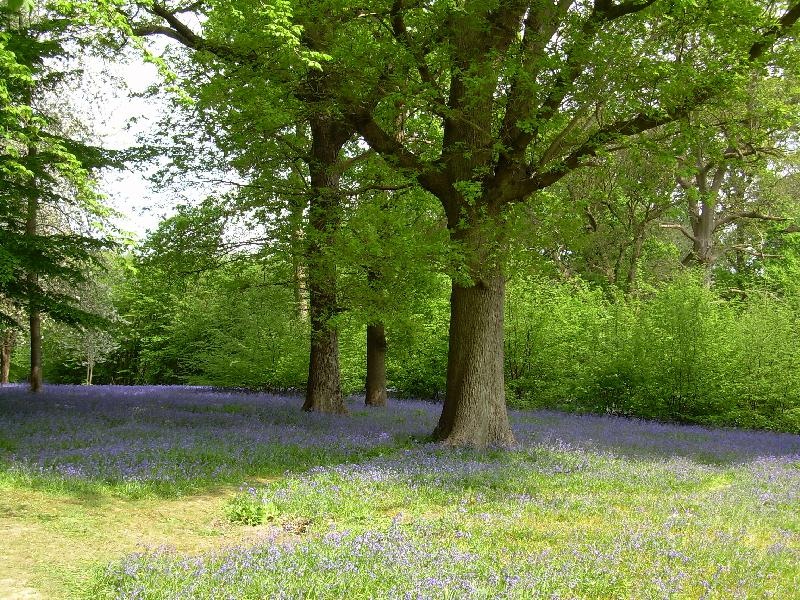 Bluebells at Hole Park Garden, Rolvenden. Kent