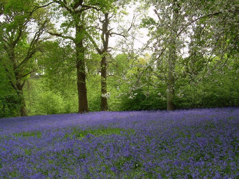 Bluebells at Hole Park Garden, Rolvenden. Kent