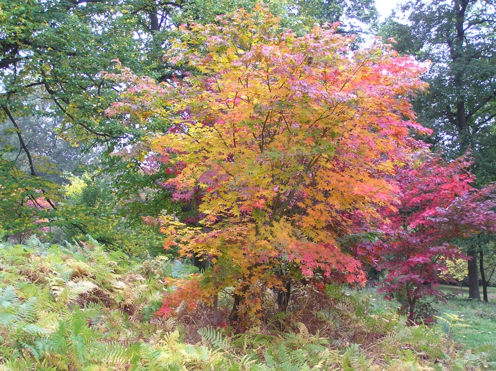 Autumn colour at Winkworth Arboretum, Godalming, Surrey
