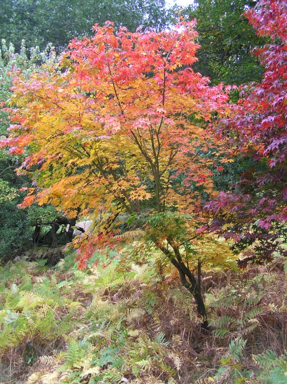Autumn colour at Winkworth Arboretum, Godalming, Surrey