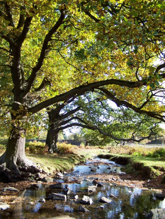 Bradgate Park in Leicester, Leicestershire