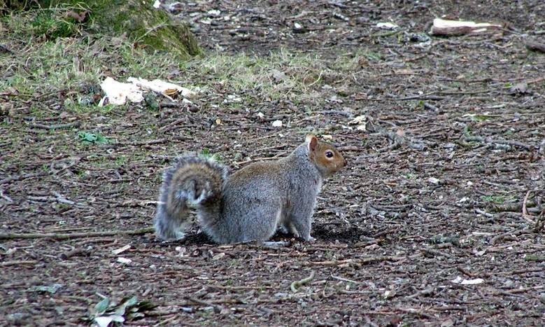 Grey Squirrel at Upton Country Park, Poole, Dorset