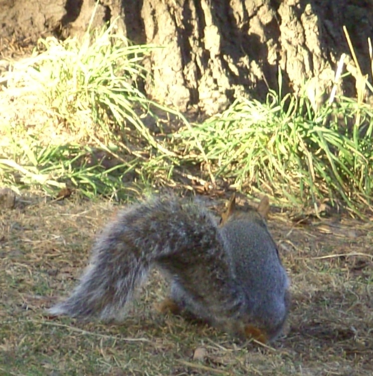 Squirrel, Clumber Country Park, Worksop, Nottinghamshire